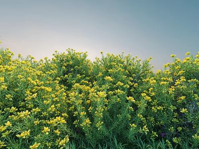 Lush Shrubs Covered with Yellow Flowers Under Sunlit Blue Sky Natural View 3d model