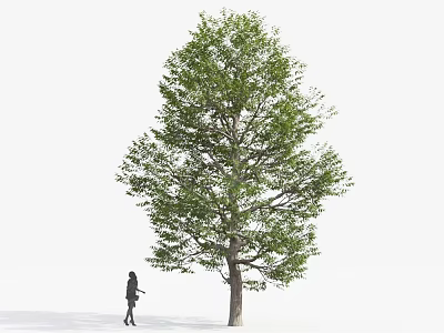 Tall Green Arbor With Lush Foliage And Person Walking Beside Trunk 3d model