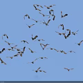 Flock of birds soaring against blue sky background in mid air