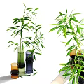 Decorative Colored Glass Vases With Green Bamboo Plants For Home Decor
