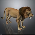 Realistic Lion With Brown Mane Standing On Dark Reflective Surface