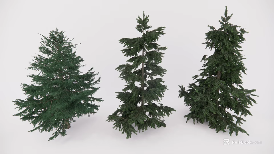 Three Different Evergreen Arbor Varieties With Lush Green Foliage And Dense Branches 3d model 