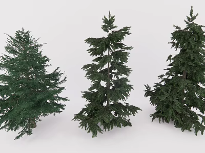 Three Different Evergreen Arbor Varieties With Lush Green Foliage And Dense Branches 3d model