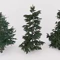 Three Different Evergreen Arbor Varieties With Lush Green Foliage And Dense Branches