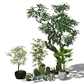 Bonsai and Potted Plants with Various Greenery Stones and Natural Shadow Effects