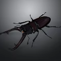 Stag Beetle With Large Mandibles And Dark Body On Dark Background