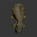 Detailed Animal Skull Skeleton Showing Biological Organ Structure And Features