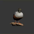 Taxidermy Bird With Green Head Blue Wings White Belly And Orange Feet Perched On Rock