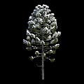 Three Snow Covered Arbor Trees Against Black Background In Winter Scene 3d model