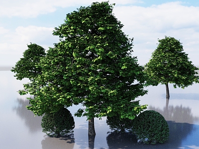 tree alder poplar garden tree landscape tree courtyard tree deciduous tree 3d model