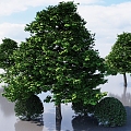 tree alder alder alder alder poplar garden tree landscape tree courtyard tree deciduous tree tree 3d model