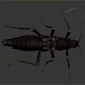 Detailed Black Insect With Long Antennae And Yellow Eyes On Dark Background