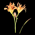 Orange Yellow Lilies In Vase With Green Stems And Leaves On Black Background