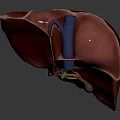 Human Liver Abdominal Organ 3D Rendering Showing Anatomical Structure Details