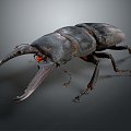 Modern Beetle Beetle Beetles Dung Beetles Scarab 3d model