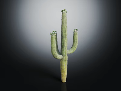 Tall Green Cactus Plant With Branching Arms And Spiny Texture Against Dark Background 3d model
