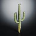 Tall Green Cactus Plant With Branching Arms And Spiny Texture Against Dark Background