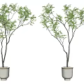 Bonsai Potted Plants in White Ceramic Pots with Slender Stems and Green Leaves