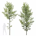 Arbor Trees With Green Leaves Slender Trunk And Thick Textured Bark Appearance