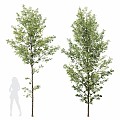 HQ Plant Alnus Glutinosa03 3d model