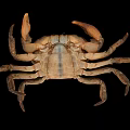 Shiny Golden Crab Aquatic Animal With Detailed Claws And Black Background Reflection