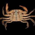 Modern Crab Yangcheng Lake Hairy Crab Tianjin Purple Crab Red Crab 3d model