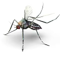 Mosquito With Transparent Wings Long Legs Red Eyes And Metallic Body 3d model
