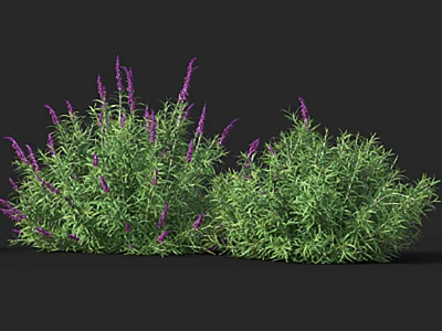 Lush Green Plants With Vibrant Purple Lavender Flowers In Natural Arrangement 3d model