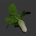 Fresh Turnip With Green Leaves And White Green Root On Black Background