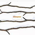 Natural Stone And Wood Branches For Rustic Craft Decor Projects 3d model