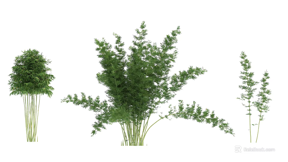 Lush Green Bamboo Plants With Tall Stems And Leafy Foliage In Garden 3d model 