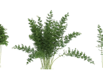 Lush Green Bamboo Plants With Tall Stems And Leafy Foliage In Garden 3d model
