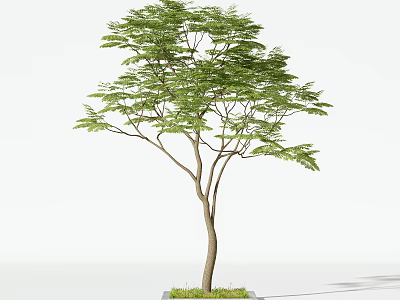 Arbor with Lush Green Foliage Slender Branches and Brown Wooden Trunk Structure 3d model