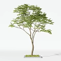 Arbor with Lush Green Foliage Slender Branches and Brown Wooden Trunk Structure