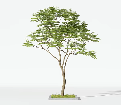 Arbor with Lush Green Foliage Slender Branches and Brown Wooden Trunk Structure 3d model