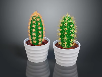 Green Cacti Plants In White Ribbed Pots On Dark Background 3d model