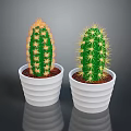 Green Cacti Plants In White Ribbed Pots On Dark Background