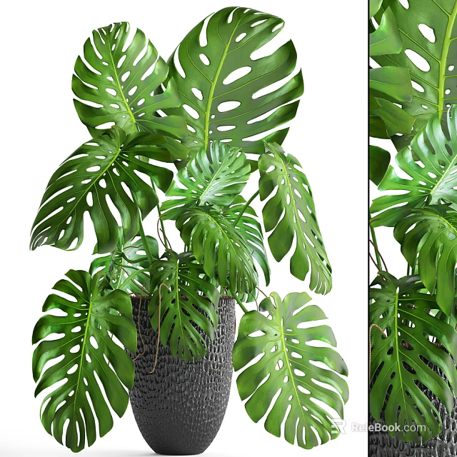 Large Leaf Monstera Potted Plant in Gray Decorative Pot for Indoor Greenery 3d model 