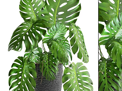Large Leaf Monstera Potted Plant in Gray Decorative Pot for Indoor Greenery 3d model