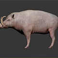 Pink Pig With Curved Tusks Standing On Dark Reflective Surface 3d model