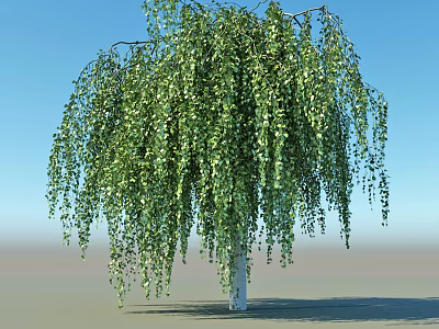 Weeping Willow Tree With Hanging Branches And Green Leaves Against Blue Sky And Gray Ground 3d model