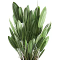 Green Potted Plant With Large Fresh Leaves In Black Ceramic Pot