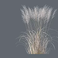 White and Light Colored Grass Plants with Various Clump and Slender Forms on Gray Background 3d model
