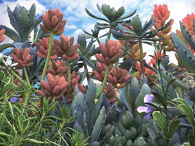 Lush Bonsai Potted Plants With Red Pink Succulents Green Leaves And Purple Flowers 3d model