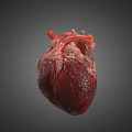 The Modern Heart 3d model