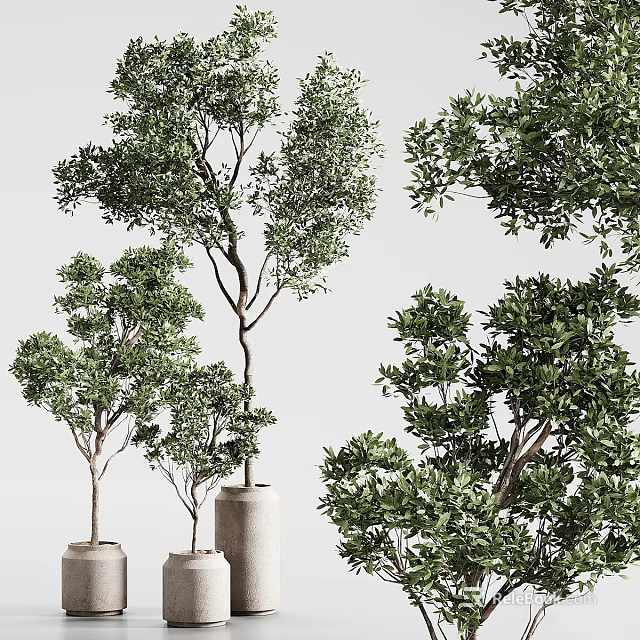 Bonsai Plants In Ceramic Pots With Lush Green Leaves For Indoor Decoration 3d model 
