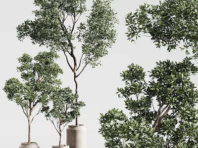 Bonsai Plants In Ceramic Pots With Lush Green Leaves For Indoor Decoration 3d model