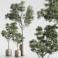 Bonsai Plants In Ceramic Pots With Lush Green Leaves For Indoor Decoration 3d model