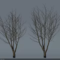 Two Leafless Trees with Slender Bare Branches Against Light Blue Background