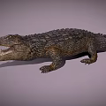 Detailed Crocodile 3D Model With Open Mouth And Scaly Skin
